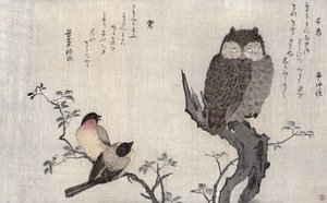 Pöllö ja kaksi itämaisen härkäpeppua, albumista "Linnut verrattuna huumorilauluihin, 100 ja 1000 linnun runokilpailu", 1791 (värillinen puupainatus) tekijältä Kitagawa Utamaro