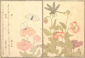 Käsikirjoitus: Hiterfly, Dragonfly Haze tai Dragonfly, 1788. tekijältä Kitagawa Utamaro