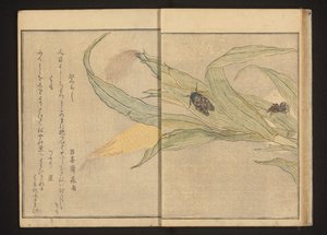 Cicada ja hämähäkki maissilla tekijältä Kitagawa Utamaro