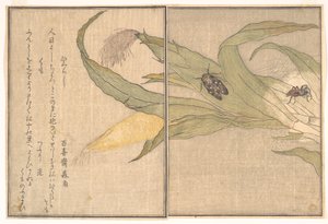  tekijältä Kitagawa Utamaro