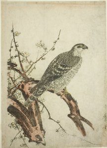 Haukka luumun oksalla tekijältä Kitagawa Utamaro