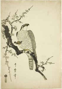 Haukka luumun oksalla tekijältä Kitagawa Utamaro