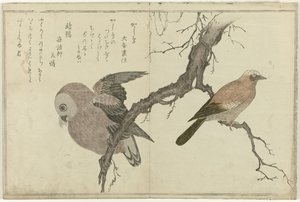 Jay ja pöllö tekijältä Kitagawa Utamaro