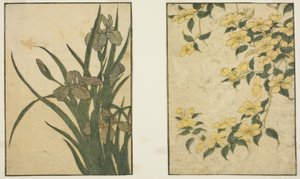 Kerria ja Iris, kuvitetusta kirjasta "Picture Book: Flowers of the Four Seasons (Ehon shiki no hana)," voi. 1 tekijältä Kitagawa Utamaro