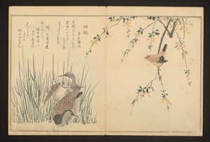 Sinisorsa ja kuningaskala tekijältä Kitagawa Utamaro