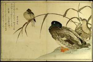 Myriad Birds: Kyoka-kilpailu (Momo chidori kyoka awase) tekijältä Kitagawa Utamaro