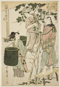 Nro 2 (ni), sarjasta "Naiset, jotka harjoittavat maataloutta (Joshoku kaiko tewaza-gusa)" tekijältä Kitagawa Utamaro
