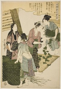 Nro 5 (go), sarjasta "Naiset, jotka harjoittavat kasvatusteollisuutta (Joshoku kaiko tewaza-gusa)" tekijältä Kitagawa Utamaro