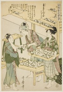 Nro 6 (roku), sarjasta "Naiset, jotka harjoittavat maataloutta (Joshoku kaiko tewaza-gusa)" tekijältä Kitagawa Utamaro