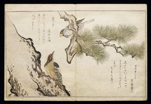 P.332-1946 Vol.1 f.3 Hawfinch and a Woodpecker, albumista 