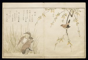 P.332-1946 Vol.1 f.5 Wren ja pari Snipe, albumista "Linnut vertailtu huumorilauluissa", 1791 (värillinen puupainatus) tekijältä Kitagawa Utamaro