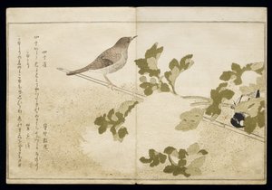 P.332-1946 Vol.2 f.2 Manchurian Tit and a Robin, albumista "Linnut vertailtu huumorilauluissa", 1791 (värillinen puupainatus) tekijältä Kitagawa Utamaro