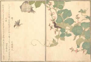 Paperiampiainen Hachi, karvainen toukka Kemushi..., 1788. tekijältä Kitagawa Utamaro