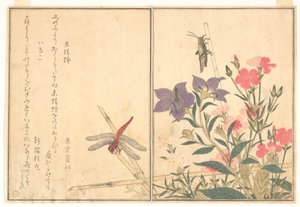 Punainen sudenkorento (Akatonbo); Heinäsirkka (Inago), teoksesta ”Ryömivien olentojen kuvakirja” (Ehon mushi erami) tekijältä Kitagawa Utamaro