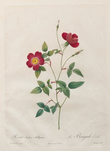 Rosa Indica Stelligera tekijältä Kitagawa Utamaro