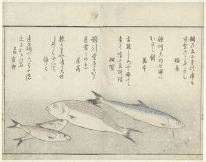 Neljä kalaa tekijältä Kitao Masayoshi