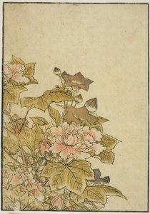 Autumn Flowers: Pionies and Bellflowers, kirjasta "Mirror of Beautiful Women of Pleasure Quarters (Seiro bijin awase sugata kagami)," voi. 2 tekijältä Kitao Shigemasa