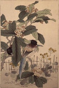 Sinipyrstölintuja kukkien joukossa Bunrei Kacho Gafusta, pubista. 1885