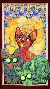 Värikkäät sphynx-kissat