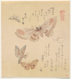 Perhosia ja yöperhosia sarjasta A Flock of Butterflies (Gunch? Gafu) tekijältä Kubo Shunman