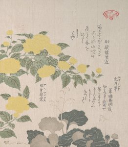 Corchorus eli keltainen ruusu ja hiipivä saksifrage, 1800-luku. tekijältä Kubo Shunman