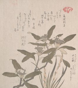 Daphne Odora ja Mojisuri-so, 1800-luku. tekijältä Kubo Shunman
