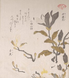 Magnolian kukat, 1800-luku. tekijältä Kubo Shunman