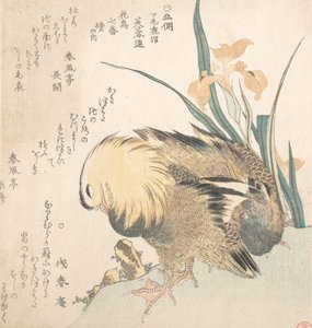 Mandarin Ducks ja Iris Flowers -pari, 1700-luvun loppu - 1800-luvun alku. tekijältä Kubo Shunman