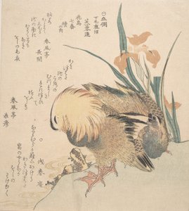 Mandarin Ducks ja Iris Flowers -pari, 1700-luvun loppu - 1800-luvun alku. tekijältä Kubo Shunman