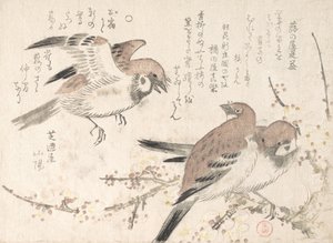 Varpuset ja luumunkukat, 1800-luku. tekijältä Kubo Shunman
