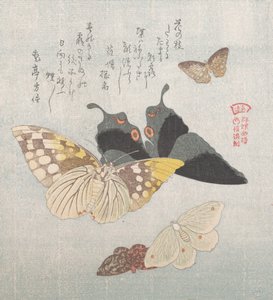 Erilaisia perhosia ja perhosia, 1800-luku. tekijältä Kubo Shunman