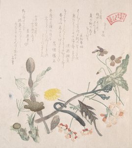 Violetteja, esikukkia ja muita kevätkukkia, 1800-luku. tekijältä Kubo Shunman