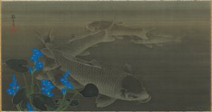 Karppi, Edo-kausi, 1800-luvun alku. tekijältä Kuroda Toko