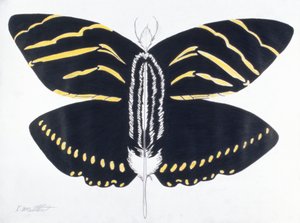 Höyhenpeitteinen perhonen, 2004 (värikynä paperille)