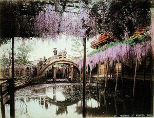Wisteria Kameidossa, Tokiossa (käsinvärinen albumiinipainatus kortille) tekijältä Kusakabe (attr. to) Kimbei