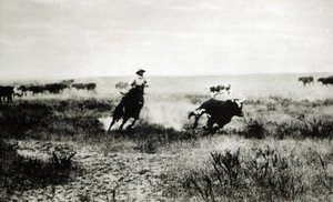 Cowboy hevosen selässä lassoi vasikkaa (bw kuva)