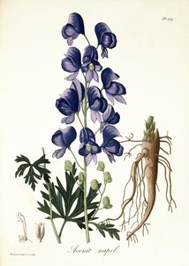 Aconitum Napellus Joseph Roquesin (1772-1850) teoksesta Phytographie Medicale, julkaistu vuonna 1821