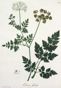Aethusa Cynapium Joseph Roquesin (1772-1850) Phytographie Medicalesta, julkaistu vuonna 1821 tekijältä L.F.J. Hoquart