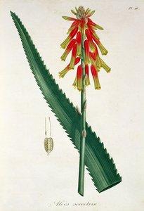 Aloe Joseph Roquesin (1772-1850) Phytographie Medicalesta, julkaistu vuonna 1821