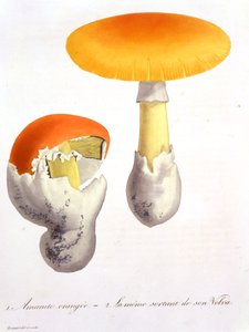 Amanita Caesarea Joseph Roquesin (1772-1850) 