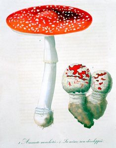 Amanita Muscaria kärpäshelmetti, 1821 tekijältä LFJ Hoquart