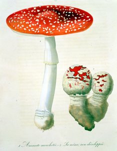 Amanita Muscaria Joseph Roquesin (1772-1850) kirjasta Phytographie Medicale, julkaistu vuonna 1821