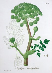 Angelica Archangelica Garden Angelica, 1821 tekijältä LFJ Hoquart