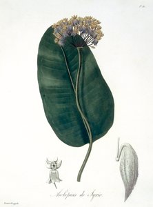 Asclepias Syriaca Joseph Roquesin (1772-1850) vuonna 1821 julkaisemasta "Phytographie Medicale" -teoksesta. tekijältä L.F.J. Hoquart