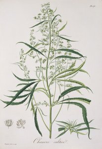 Cannabis Sativa Joseph Roquesin (1772-1850) vuonna 1821 julkaisemasta "Phytographie Medicale" -teoksesta. tekijältä L.F.J. Hoquart
