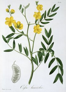 Cassia Joseph Roquesin (1772-1850) kirjasta Phytographie Medicale, joka julkaistiin vuonna 1821
