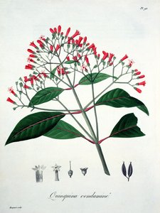 Cinchona Joseph Roquesin (1772-1850) Phytographie Medicalesta, julkaistu vuonna 1821 tekijältä L.F.J. Hoquart