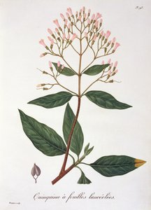 Cinchona Joseph Roquesin (1772-1850) Phytographie Medicalesta, julkaistu vuonna 1821