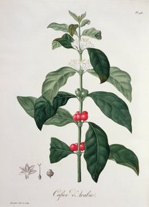 Coffea Arabica Joseph Roquesin (1772-1850) Phytographie Medicalesta, julkaistu vuonna 1821