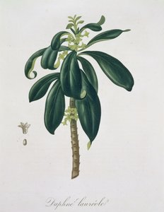 Daphne Laureda Joseph Roquesin (1772-1850) kirjasta Phytographie Medicale, joka julkaistiin vuonna 1821.